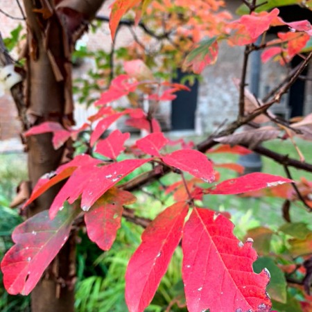 Spectaculaire herfstkleuren bij Acer griseum.