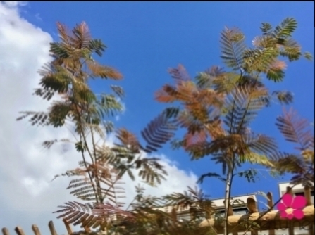 albizia-mediterraans-achtertuin-kleineboom