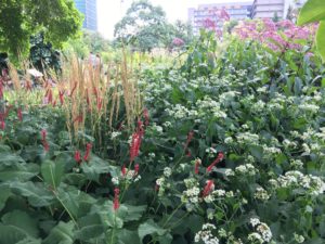 Border met Oudolf-stijl beplanting in de botanische tuinen van Utrecht